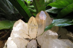 crystalplant